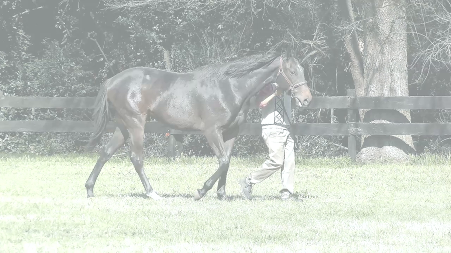 Lote CALOVENTORA DARK (IN THE DARK -  CALOVENTORA)