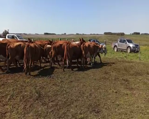 Lote Vacas