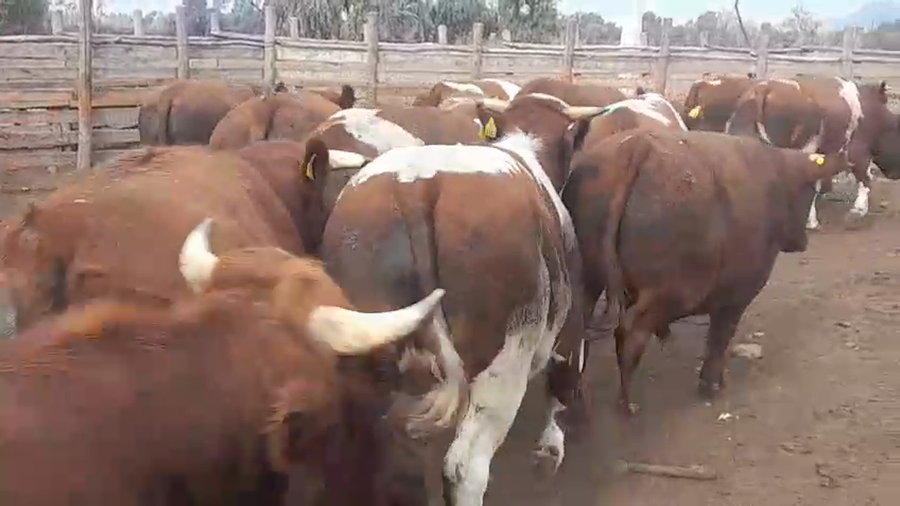 Lote 45 Novillo Gordo en Pelarco, VII  Región Maule