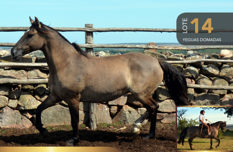 Lote Aquerenciada Pataleta