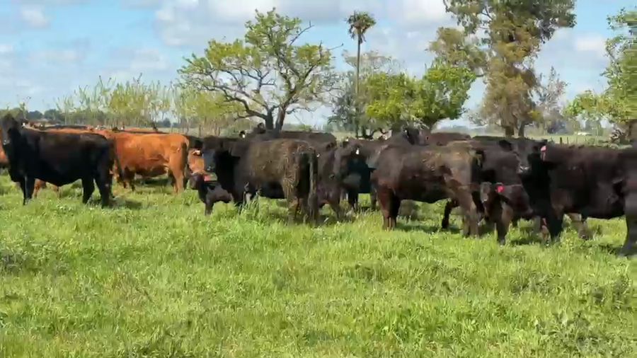 Lote 74 Vacas CUT con cría
