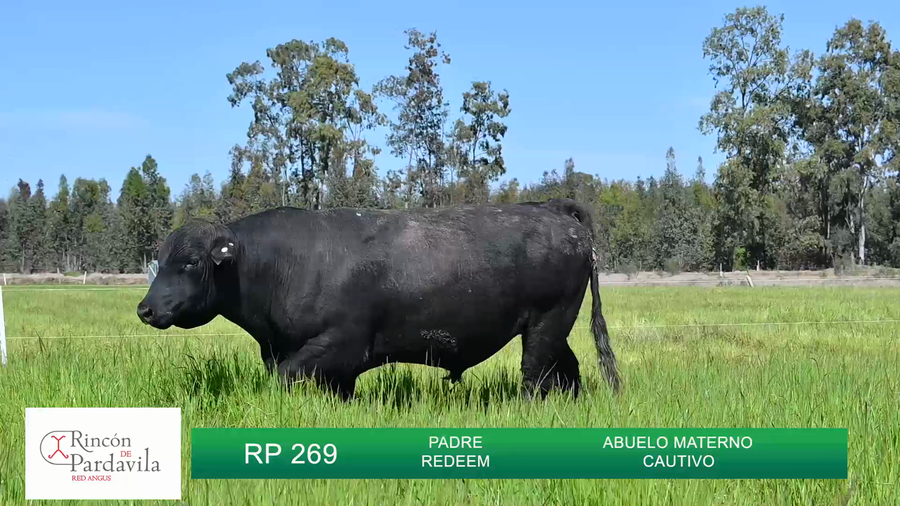 Lote TOROS RINCON DE PARDAVILLA