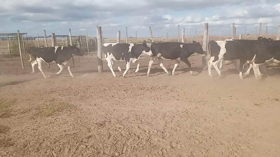 Lote 50 Novillitos Holando Argentino en Villa Concepción del Tio, Córdoba