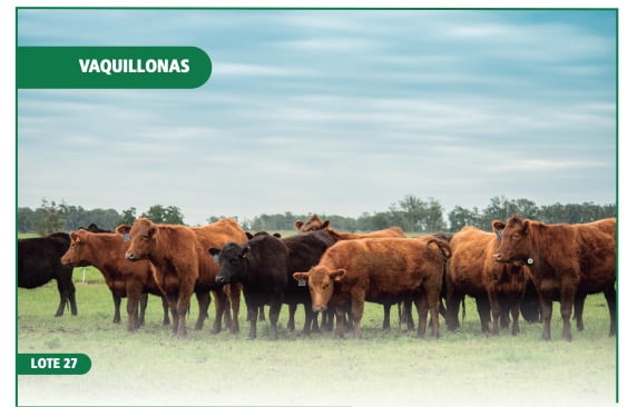 Lote VAQUILLONAS