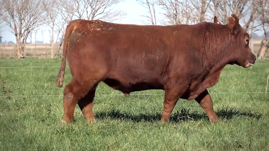 Lote Toros PP y PC a campo con DEPs