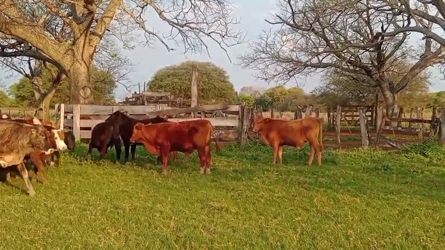 Lote 105 Terneros en Chaco, Laguna Blanca