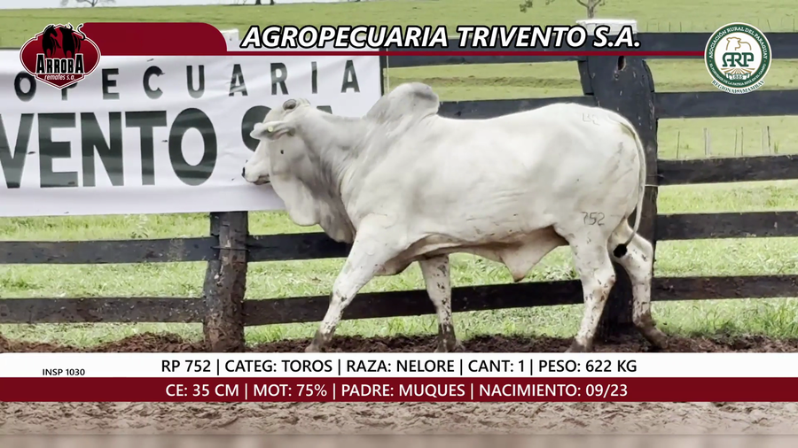 Lote TORO