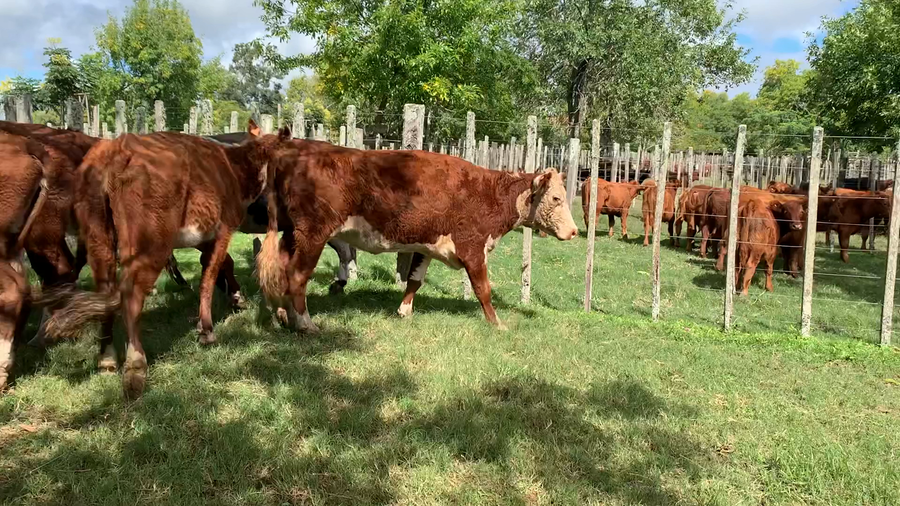 Lote 6 Vacas de Invernada