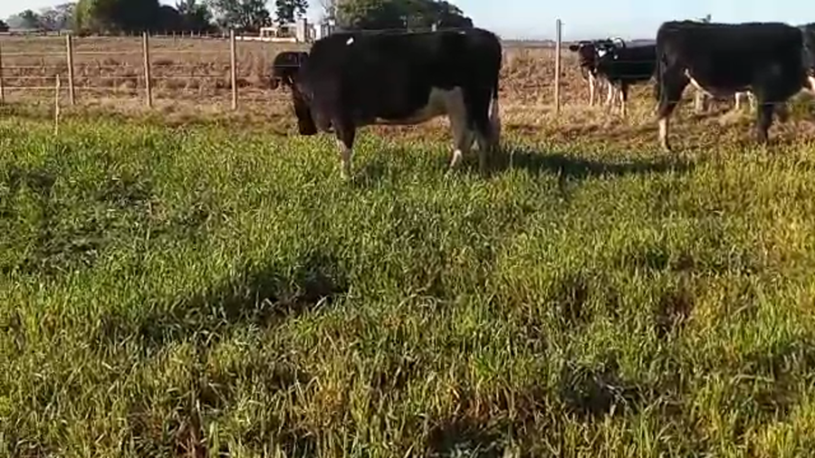 Lote Vacas de Invernada HOLANDO a remate en PANTALLA CAMY 600kg - , San José