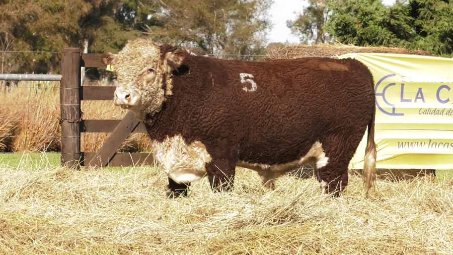 Lote TOROS P. HEREFORD PURO REGISTRADO