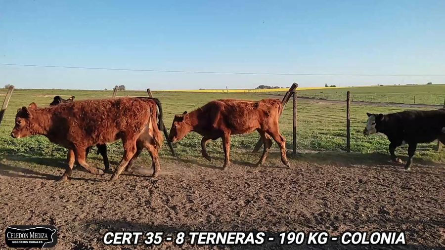 Lote 8 Terneras en Colonia