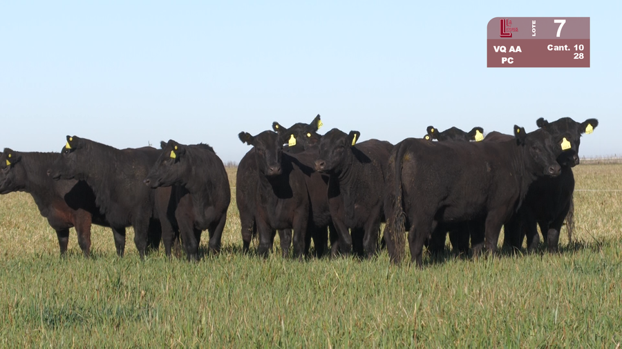 Lote VAQUILLONAS ANGUS NEGRAS PURAS CONTROLADAS C/GTÍA DE PREÑEZ