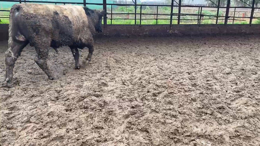Lote 25 Ternero en San Bernardo, Región Metropolitana