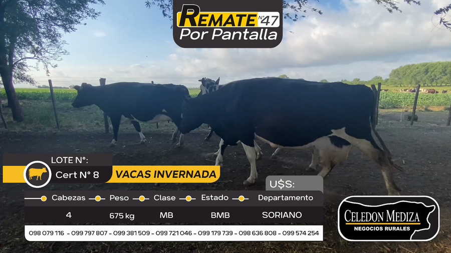 Lote 4 Vaca en Otra Localidad, Soriano