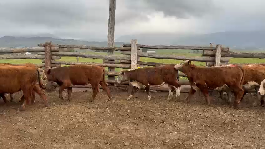 Lote 22 Ternero en Coyhaique, XI Región Aysén