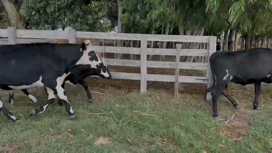 Lote NOVILLOS Y VAQUILLONAS 1a2 AÑOS