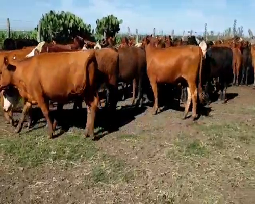 Lote 101 Terneros/as en Villaguay, Entre Ríos