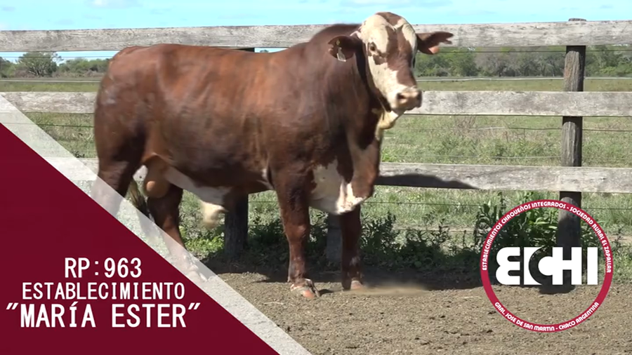 Lote TORO BRAFORD CABAÑA MARIA ESTHER