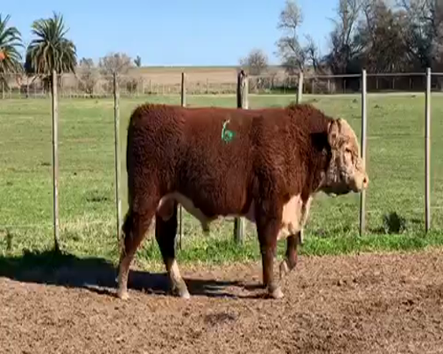 Lote 1 Toros reproductor en Castelli, Buenos Aires