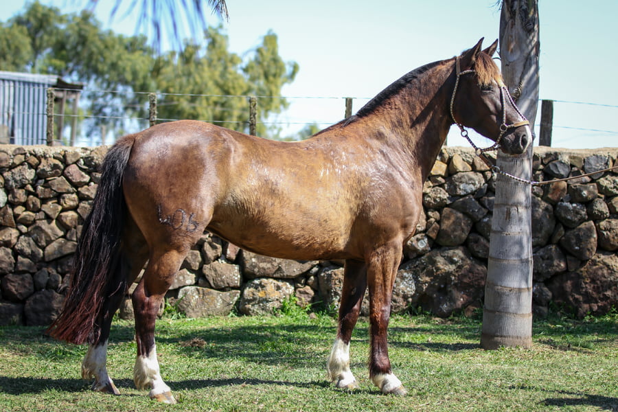 Lote Santa Ines Fenix