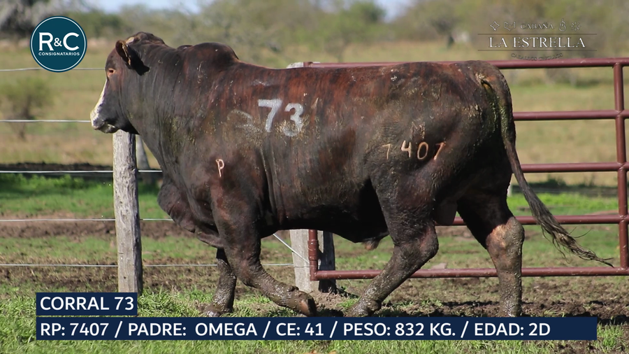 Lote Toro Media sangre