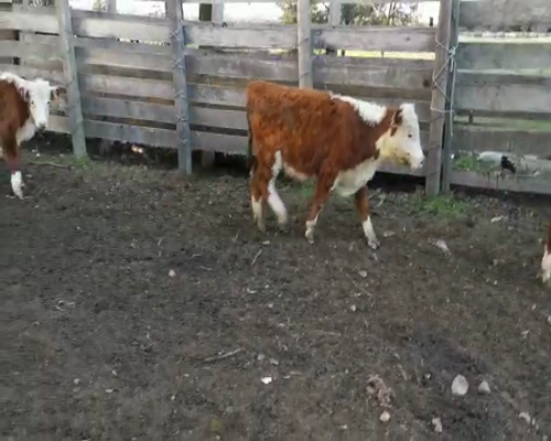 Lote 33 Terneros HEREFORD a remate en Pantalla Camy 180 - 200kg - , San José