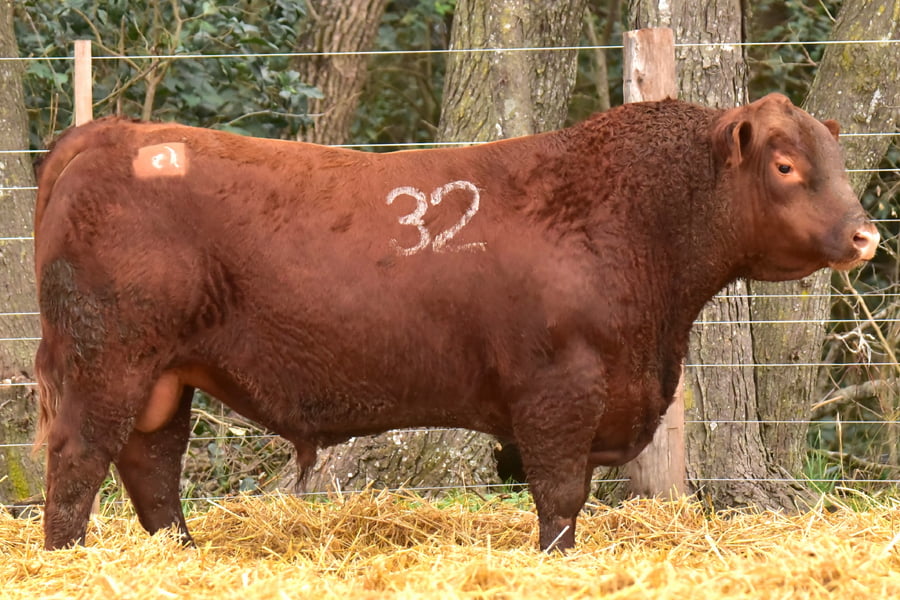 Lote TOROS ANGUS PC