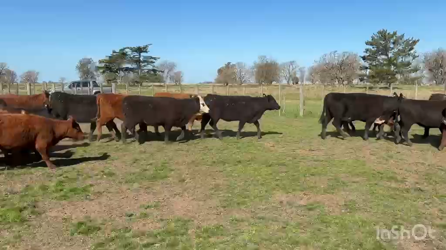 Lote 90 Vaquillonas