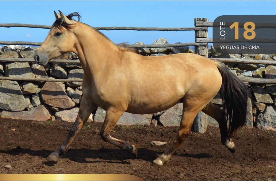 Lote Aquerenciada La Yuca