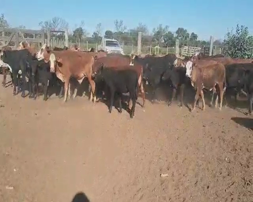Lote 130 Terneros/as en Tintina, Santiago del Estero