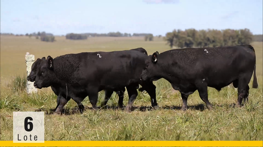 Lote (Vendido)Toros a remate en Subasta Toros de La Competencia, Montevideo