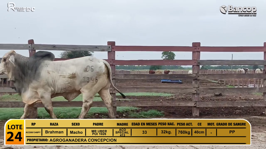 Lote Toros Brahman a remate en Viernes 30 de mayo- Remates PDC, Alto Paraguay
