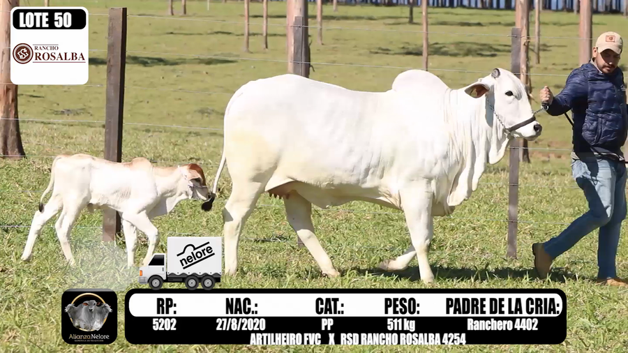 Lote LOTE 50 A BOZAL - RP 5202