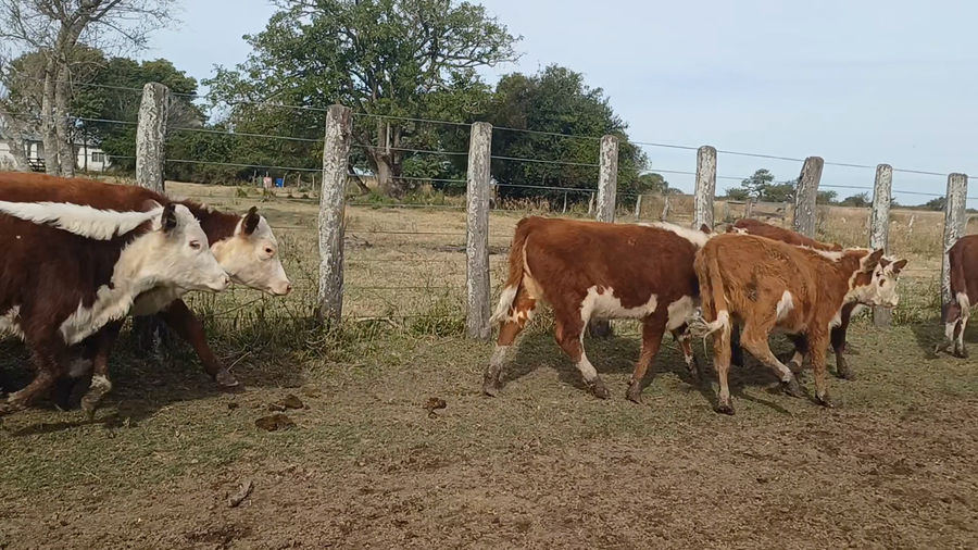 Lote 140 Terneros/as en Corrientes, Sauce