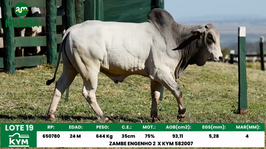 Lote Lote 19
