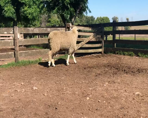 Lote 1 Borregos Planteleros en Cerro Largo, Cerro Largo