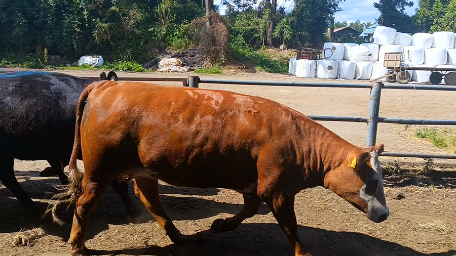 Lote 7 Vaquilla Gorda