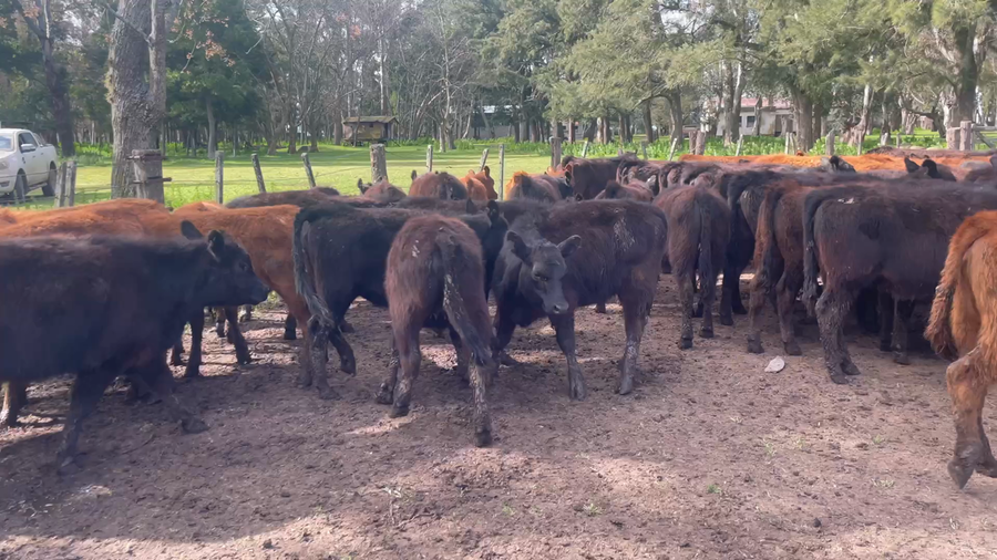 Lote 65 Terneras en Chascomús, Buenos Aires