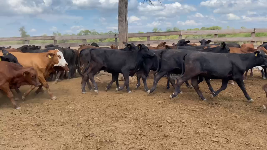 Lote 105 Terneras en Laguna Yema, Formosa