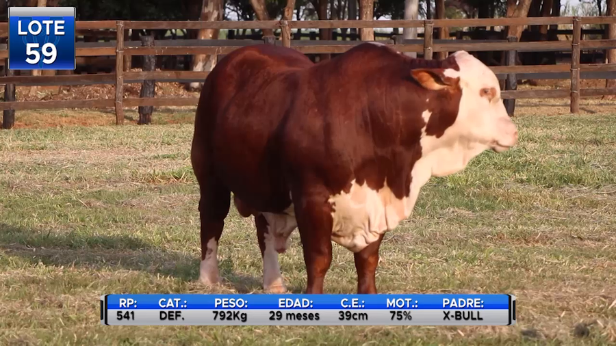 Lote TOROS BRAFORD  -LOTE 59
