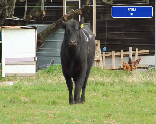 Lote 1 Toro en Coyhaique, XI Región Aysén