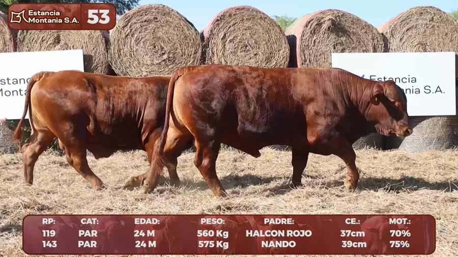 Lote LOTE 53