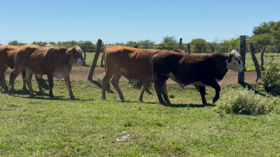 Lote 70 Novillos en Corrientes, Mercedes