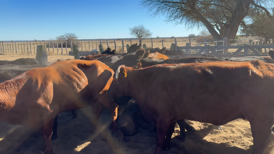 Lote 45 Vacas CUT en La Pampa, Victorica