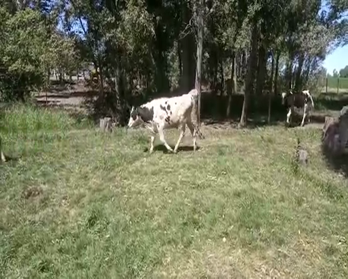 Lote 11 Terneros a remate en Feria por pantalla, San José