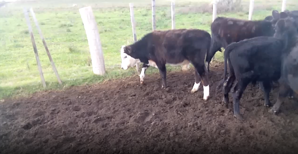 Lote 22 Terneros en Colonia