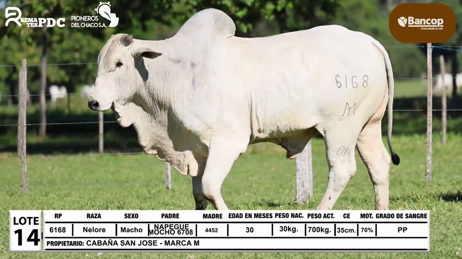 Lote Lote 14