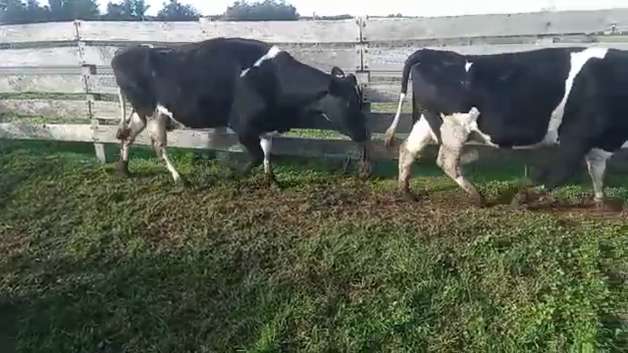Lote 4 Vacas de Invernada a remate en PANTALLA CAMY 550kg - , San José