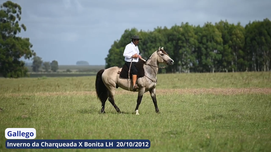 Lote Gallego