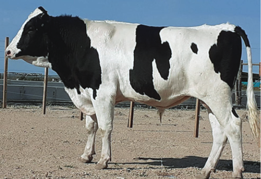 Lote MODESTY X FIX X SUPERSIRE X KARIK